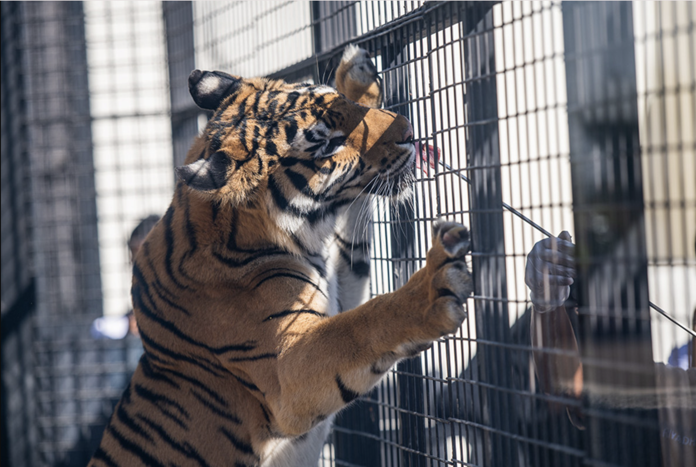 موسم الرياض riyadh zoo
